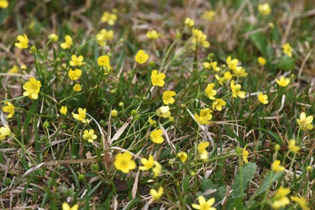 猫爪草一病痛的终结者展途猫爪草