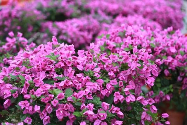 美极了!广西五彩田园“三角梅花海节”真的太美了!!