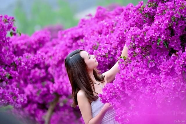 美极了!广西五彩田园“三角梅花海节”真的太美了!!