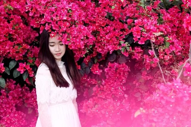 美极了!广西五彩田园“三角梅花海节”真的太美了!!