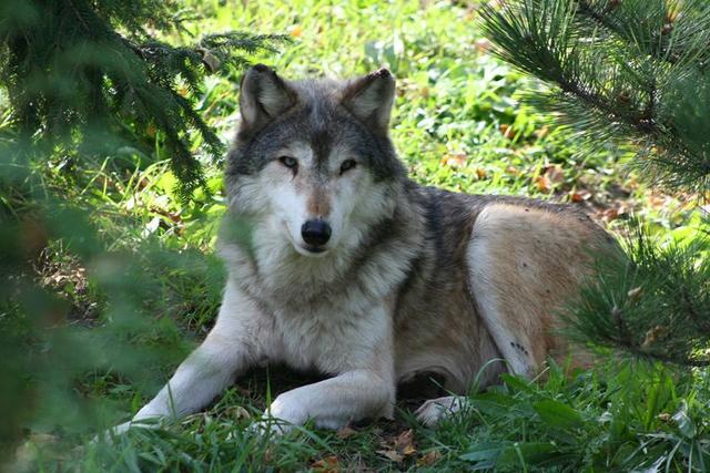 小孩把手伸进动物园狼笼被咬,家长要求杀了那头狼