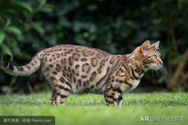 地球上10大最聪明的猫,波斯猫第十,第一个好像“比鲁斯破坏神”