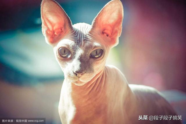地球上10大最聪明的猫,波斯猫第十,第一个好像