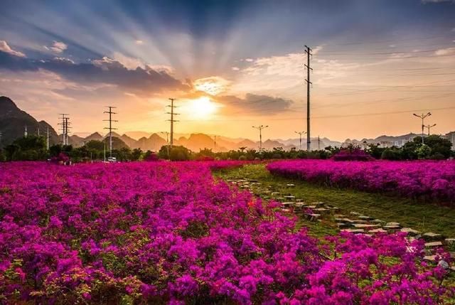 美极了!广西五彩田园“三角梅花海节”真的太美了!!