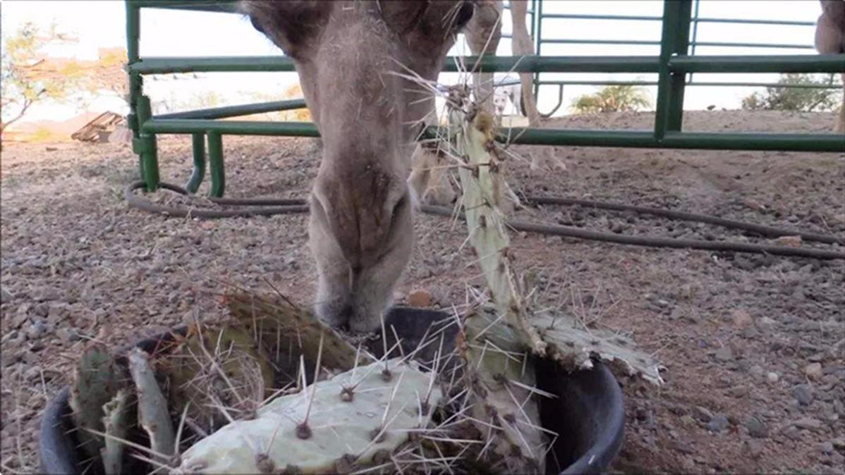 骆驼吃仙人掌