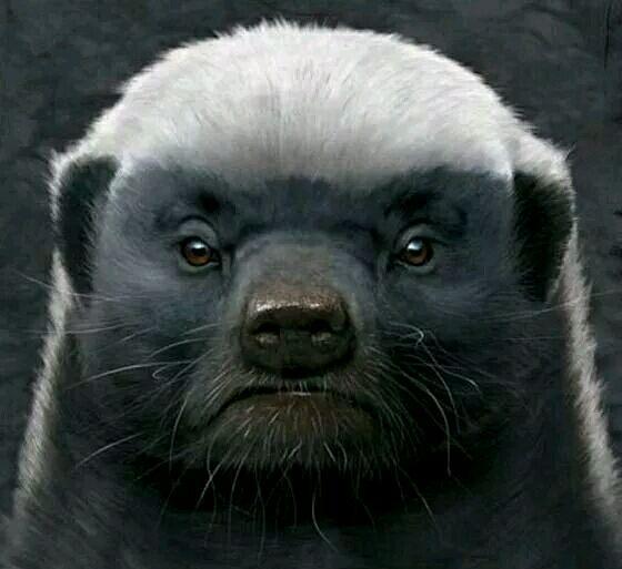 动物世界: 平头哥蜜獾, 世界上最无谓的勇士