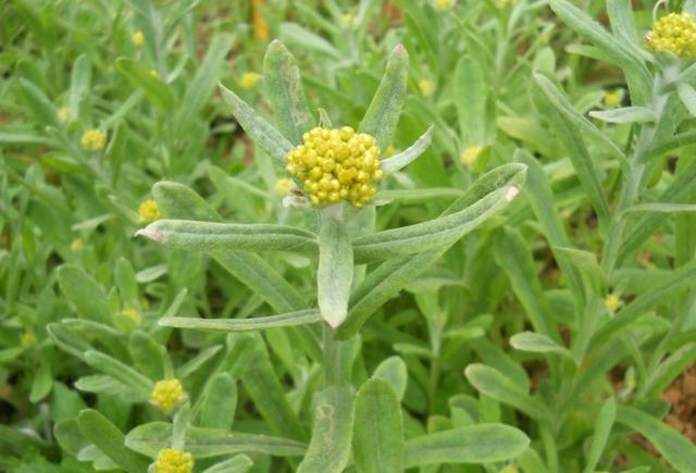 鼠曲草,田间地头的野菜和良药