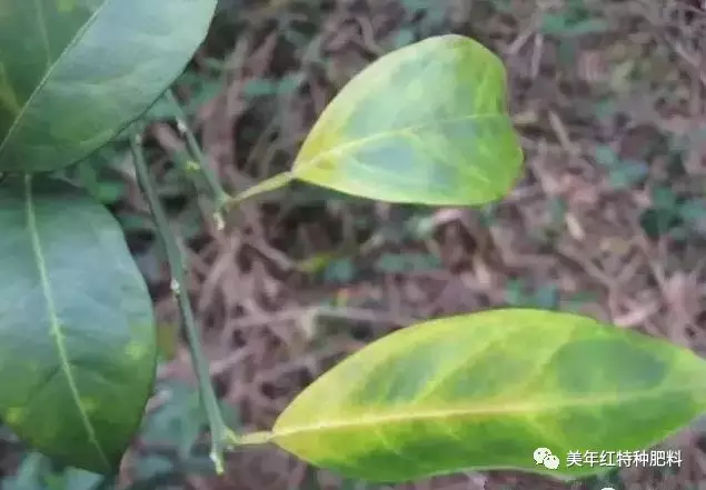 年橘斑驳状黄化叶