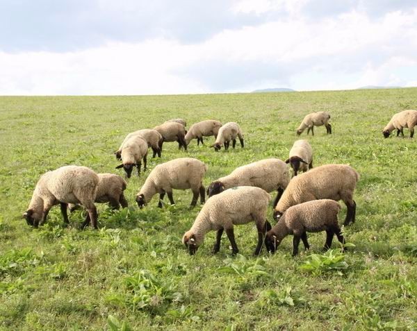 坚持绿色发展导向!着力推进畜牧业高质量发展