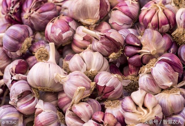 大蒜种植出芽慢?教你3个土办法,大蒜发芽快还