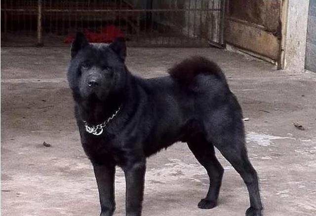 盘点中国本土优秀猎犬，逆袭之路还有多远?