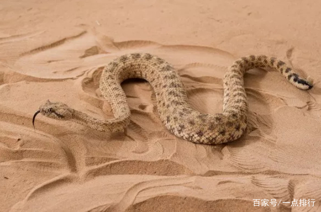 在撒哈拉沙漠,有许多种类的响尾蛇,它们有不同的颜色,如黄棕色和灰