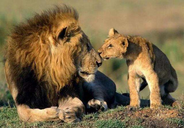 咬合力前十名的食肉目动物, 块头大的果然不好惹!