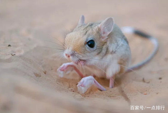 生活在撒哈拉沙漠的十种动物 适应性和生存能