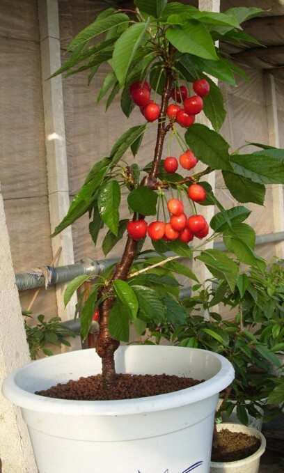 教大家在家种植樱桃车厘子盆栽又多又甜