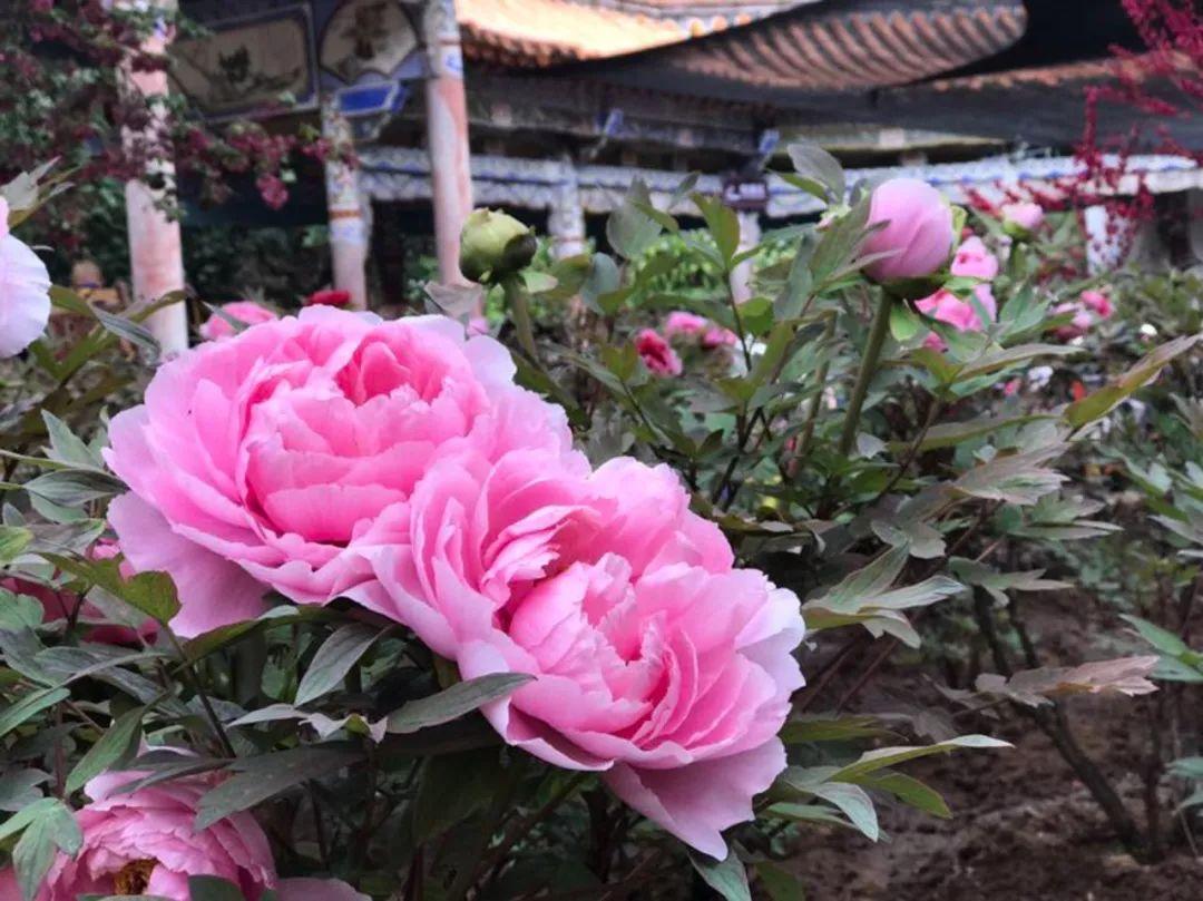 "牡丹"和"文化"在武定狮子山相遇,又成就一场春天的"
