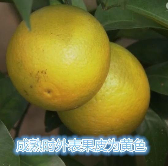 中国哪一种橙子最好吃?6元一斤,还有很多人竟