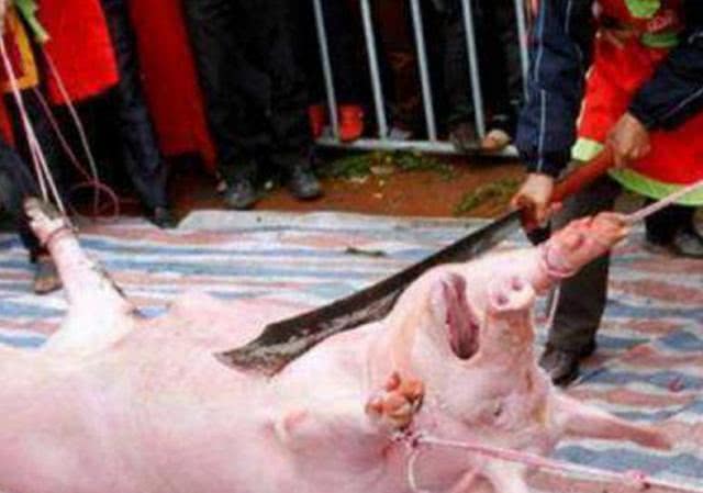 各国奇葩杀猪方式:越南的断头台,日本的奇葩,德
