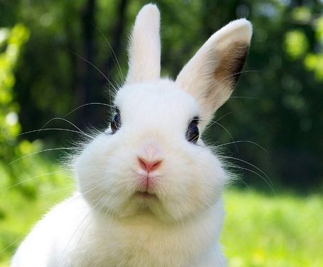 刚生下的兔宝宝别摸!兔妈妈会选择咬死,到底是