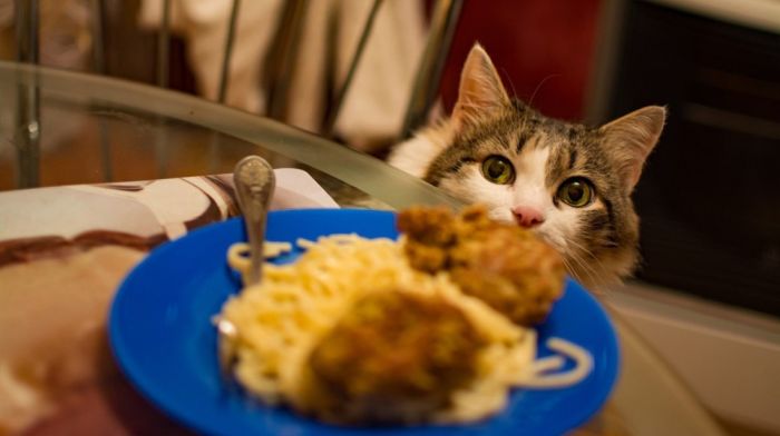 猫咪竟然抱着一堆小鱼干睡着了!爆笑的猫咪趣