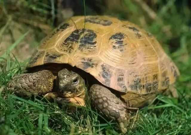 果园套养这些小动物,好处可不仅仅是增加收入