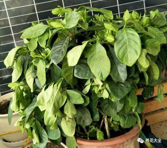 栀子花只长叶不开花?那就学着这么养,开花开到