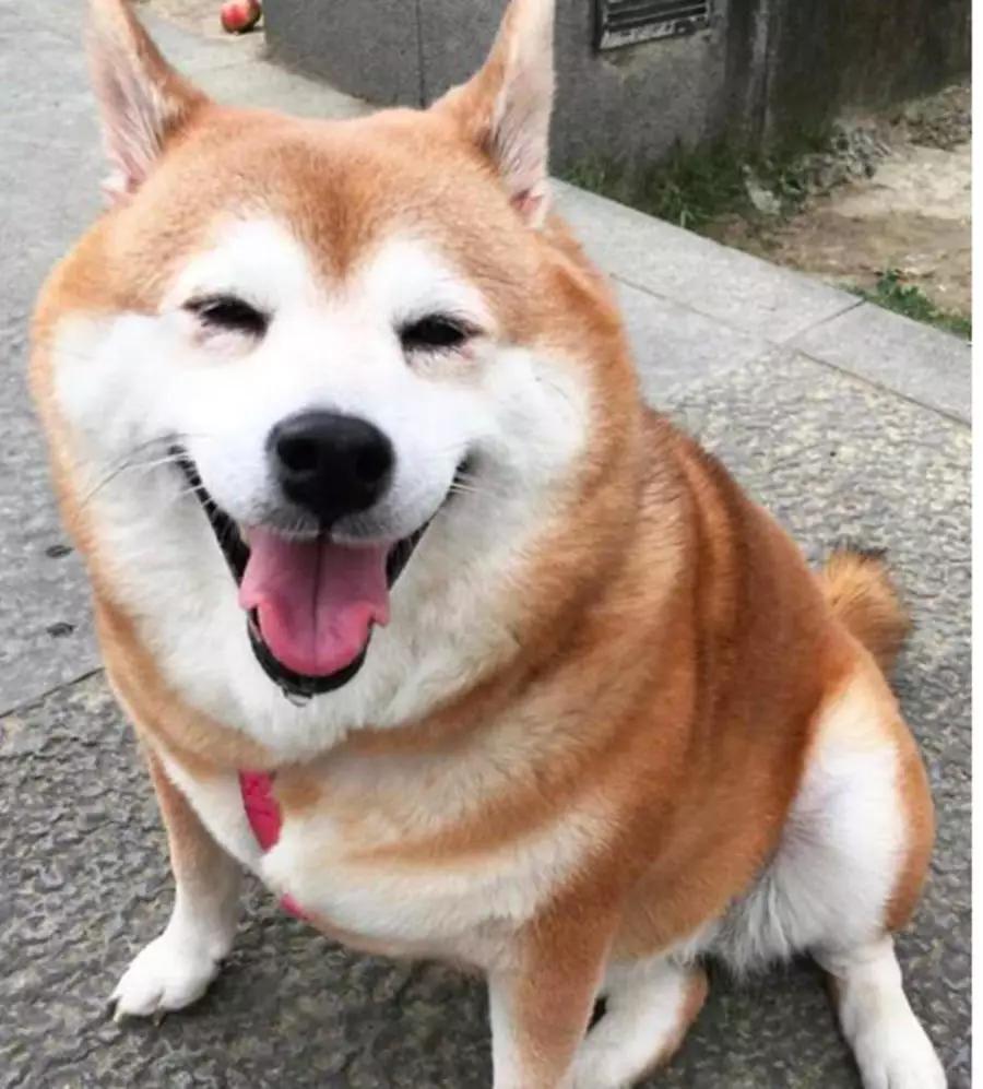 柴犬被主人骚扰龇牙威胁,被摸头后又开怀大笑