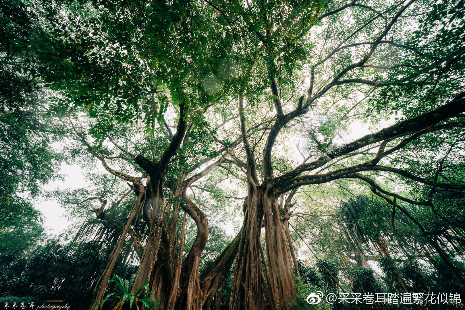 德宏州的雨林深山里,想必有着很多比这里更大的榕树