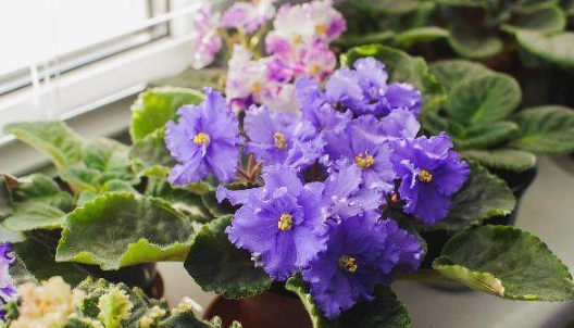 家里过期的维生素C,大家不要扔,拿来养花有奇