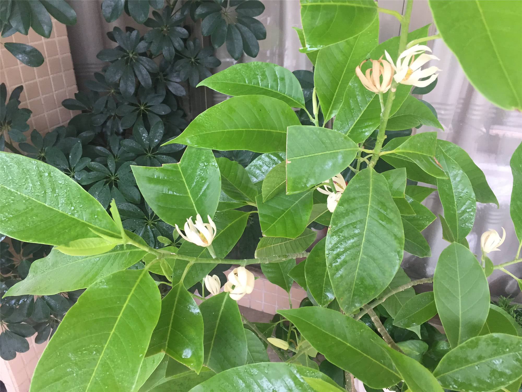 养白兰花,就3招,白兰长得又矮又茂盛,花朵呼呼