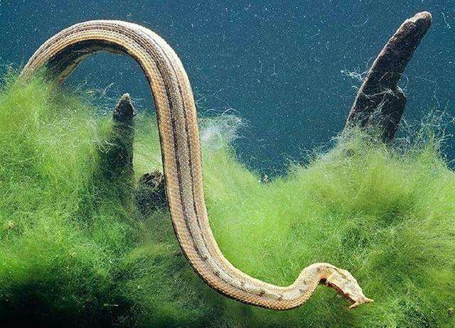 全球十大怪蛇排行榜 世界上最奇怪的蛇