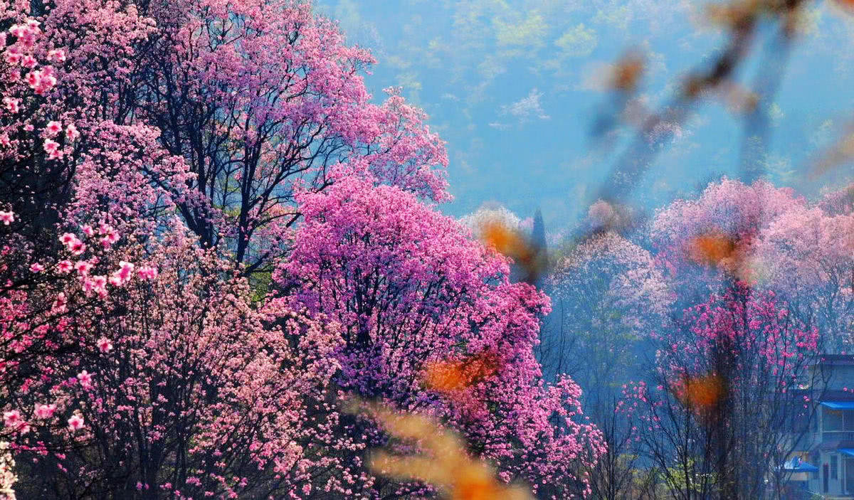 世界上最漂亮的花_世界上最美的花排名