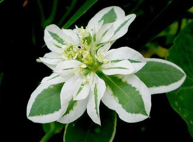 别在家里乱养花,特别是这3种,有小宝宝的家庭