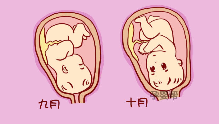 妊娠1到10个月的胎儿是如何发育的,看完你就知道了!
