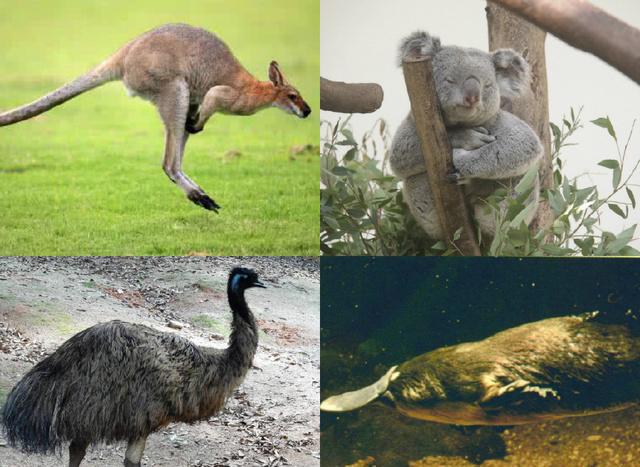 袋鼠,考拉,鸸鹋,鸭嘴兽,澳大利亚的四大国宝!
