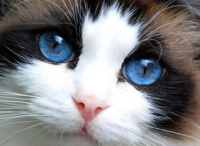 猫博仕教学之猫咪眼睛各种问题的处理方法