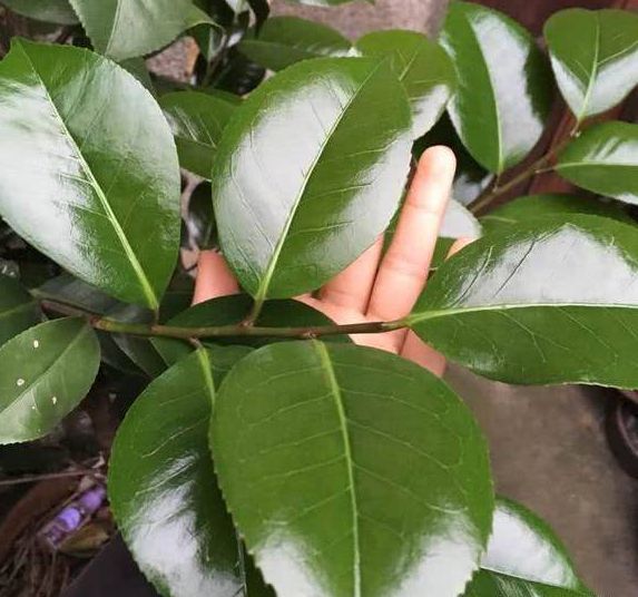 水里加点料,叶子跟打了蜡一样又绿又亮!