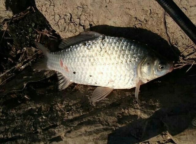 野钓鲫鱼,短子线比长子线中鱼高,怎样根据鱼钩刺鱼位置调漂?