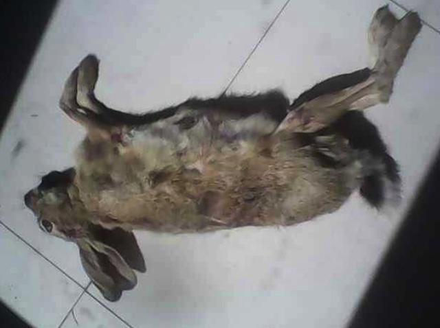 “猫送我死老鼠是什么意思?”“铲屎的,我偷隔壁野兔养你啊!”