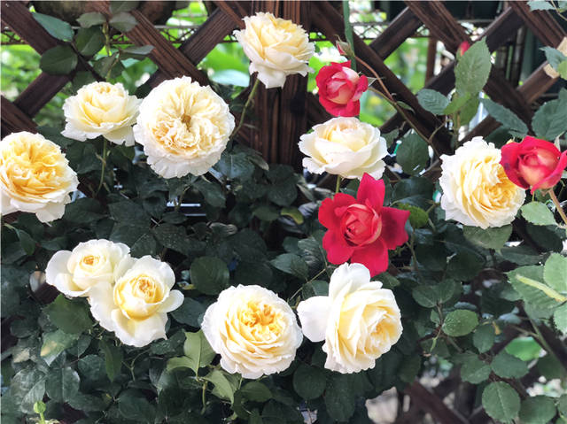 月季秋剪有3窍门,秋剪剪得准,月季唰唰开花,爆