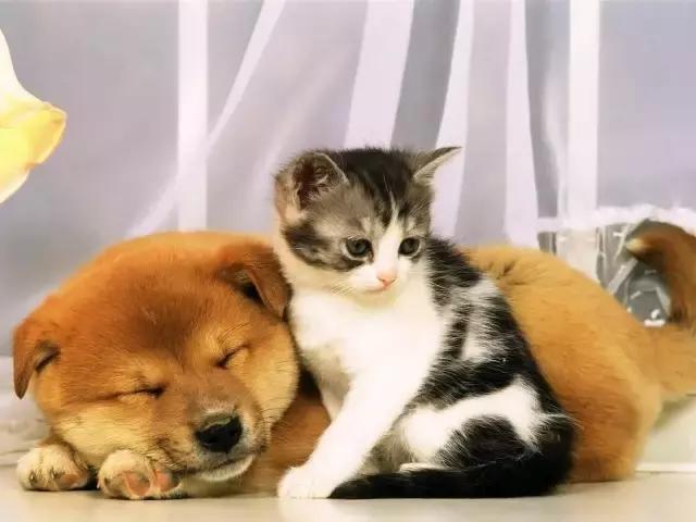 猫和狗不能一起养非也猫狗其实很好相处的
