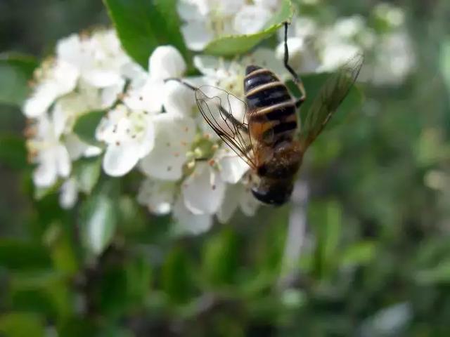 果园套养这些小动物,好处可不仅仅是增加收入