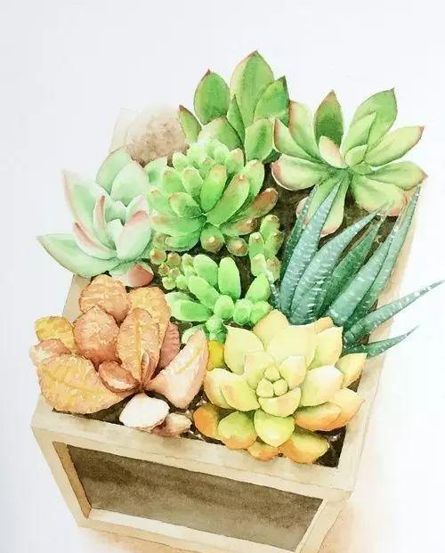 水彩画多肉,其实不难