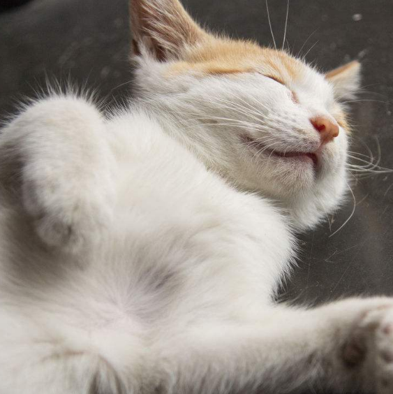 小奶猫,喵:主人,我睡觉觉可是很乖的.