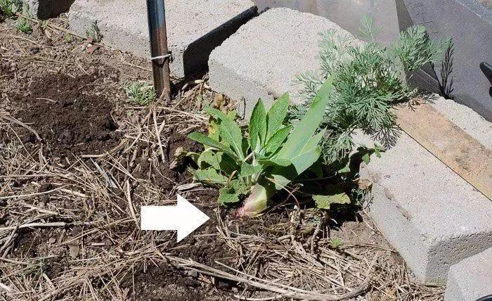 给院子里的鸢尾花分株繁殖,几年就能长满一大片|鸢尾花|块茎|根茎