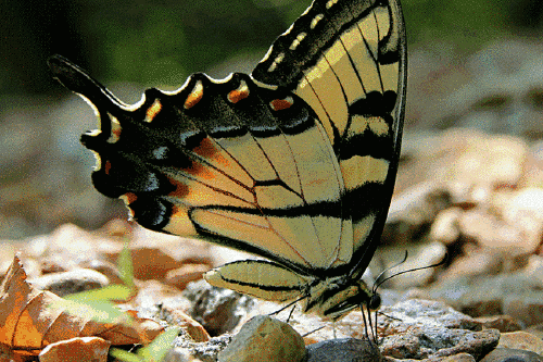 或许 你只有在醇香的梦境中才会重温这些 花儿与蝴蝶,美女与少年 相
