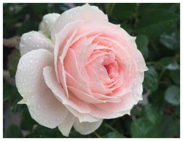 "无限公主"月季花
