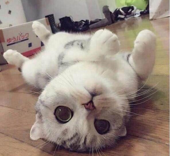 壁纸 动物 狗 狗狗 猫 猫咪 小猫 桌面 592_543