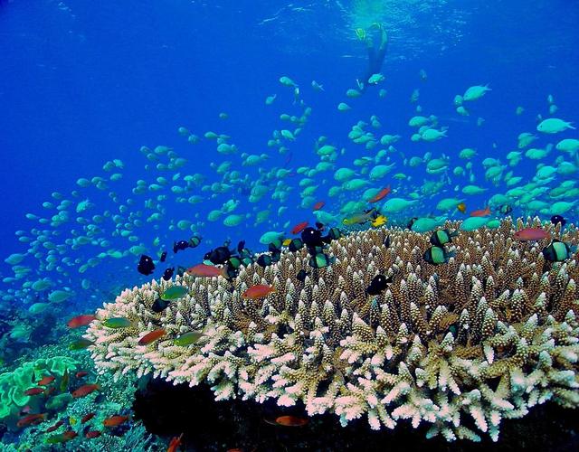 马尔代夫美居岛Mercure Maldives Kooddoo Re