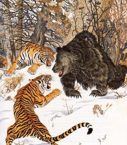 东北虎和棕熊谁厉害? 俄国人的历史统计中, 虎